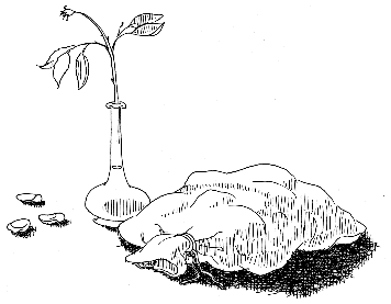 A very droll illustration